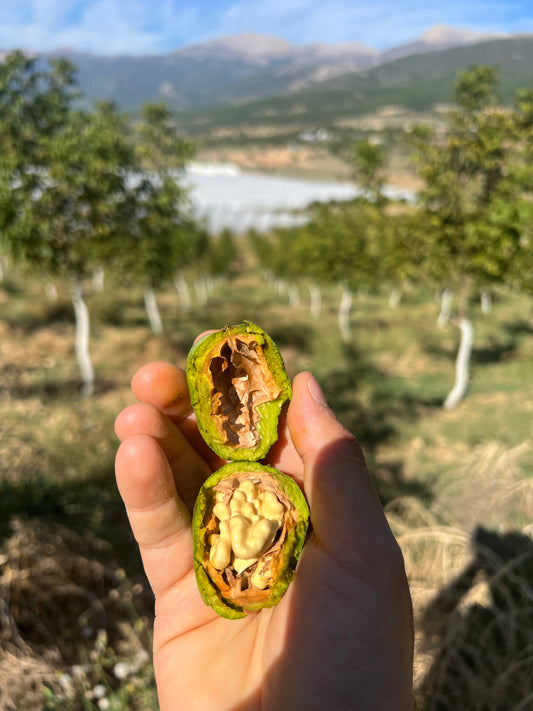 Ceviz Neden Pahalı Değil, Aslında Değerinin Altında? 🌰