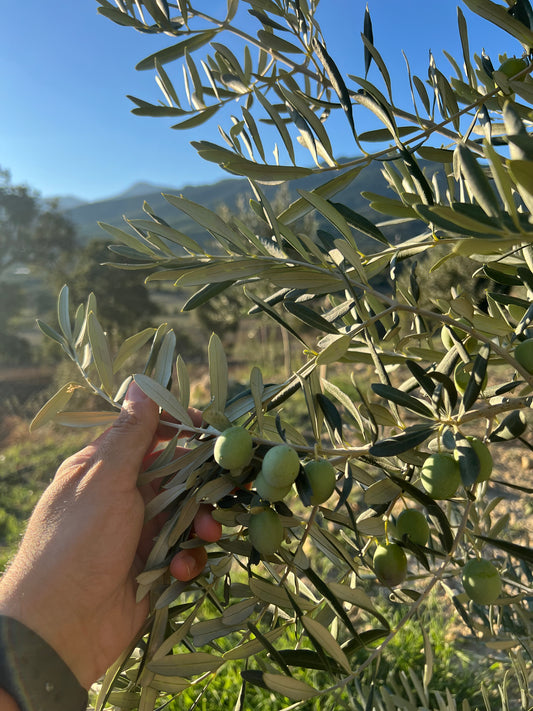 5 kilo 2024 Sezonu Zeytin Yağı